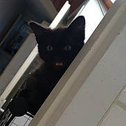 Athéna a rejoint le concours — aidez-le/la à gagner de superbes lots ! black_kitten, cat, indoor, wooden_ceiling, curious, wide_eyes, open_mouth, railing, pet, animal, feline, cute, young_cat, house, domestic, fur, whiskers, ears, playful, portrait