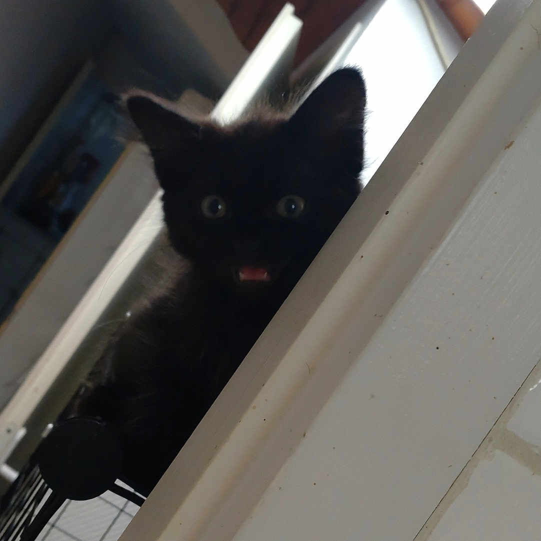 Athéna a rejoint le concours — aidez-le/la à gagner de superbes lots ! animal, black_kitten, cat, curious, cute, domestic, ears, feline, fur, house, indoor, open_mouth, pet, playful, portrait, railing, whiskers, wide_eyes, wooden_ceiling, young_cat