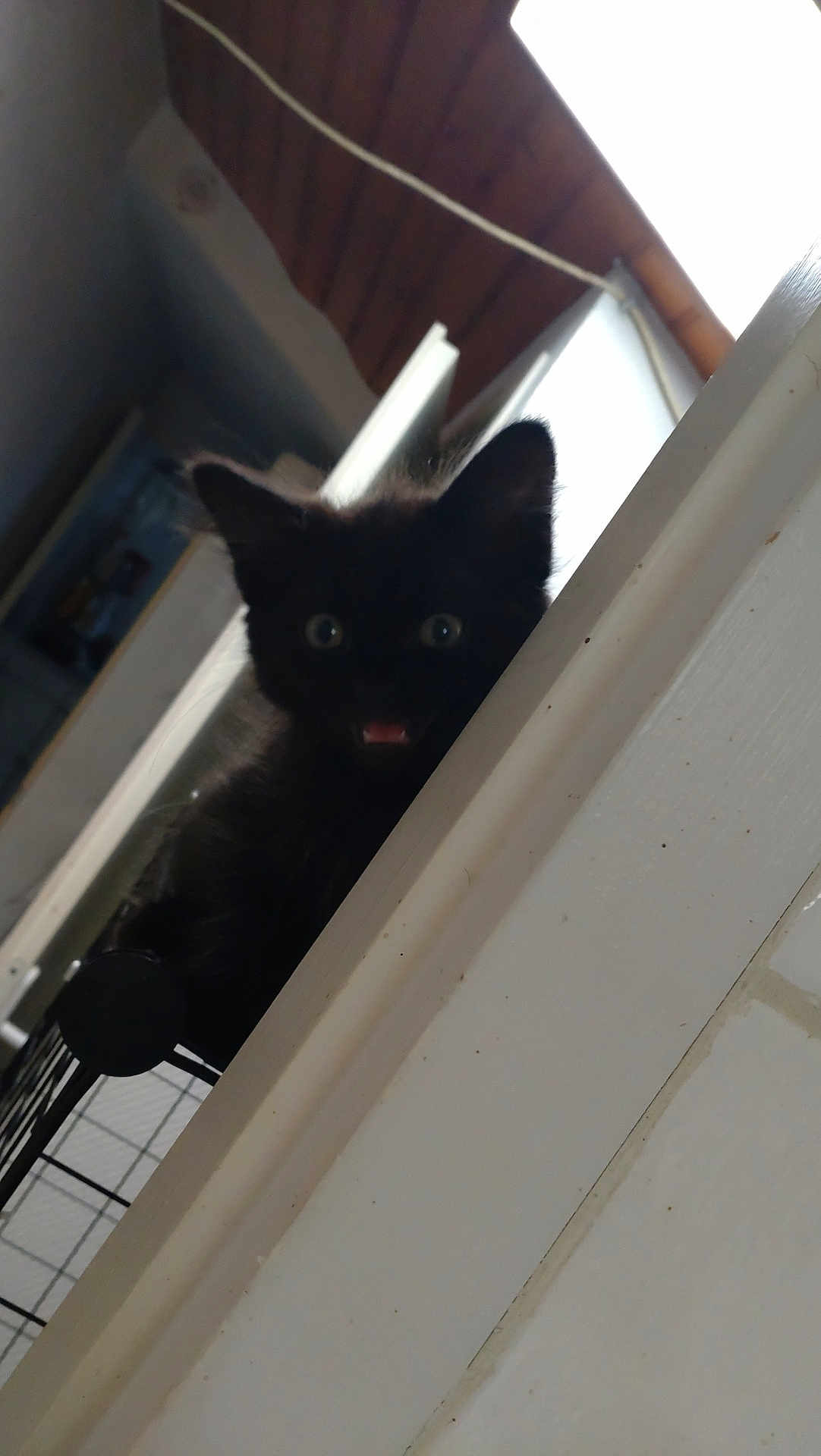 Athéna a rejoint le concours — aidez-le/la à gagner de superbes lots ! black_kitten, cat, indoor, wooden_ceiling, curious, wide_eyes, open_mouth, railing, pet, animal, feline, cute, young_cat, house, domestic, fur, whiskers, ears, playful, portrait