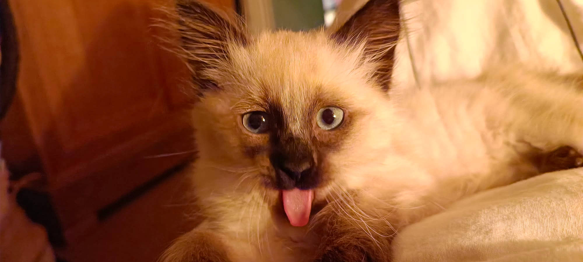 Plume a rejoint le concours — aidez-le/la à gagner de superbes lots ! balinese, birman, carnivore, cat, eyelash, fawn, felidae, fur, iris, ragdoll, siamese, small_to_medium_sized_cats, snout, thai, tonkinese, whiskers