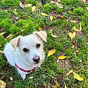 Sadie is registered to the contest to win money with this photo: dog, white_dog, brindle_dog, grass, leaves, outdoor, pet, animal, nature, greenery, moss, fall, autumn, canine, cute, looking_up, sitting, lying_down, harness, playful