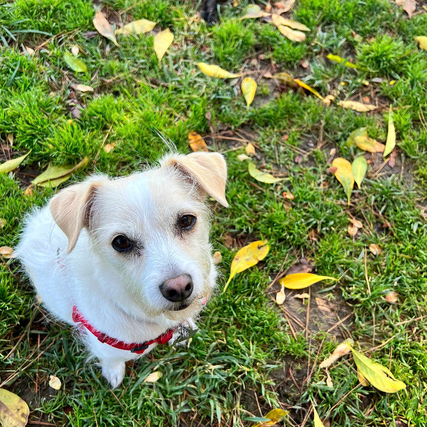 Sadie