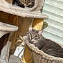 animal, brown_cat, cat, cat_tree, cats, cozy, curious, cute, fluffy, fur, furniture, gray_cat, hammock, home, indoor, pet, relaxed, resting, tabby, window_blinds