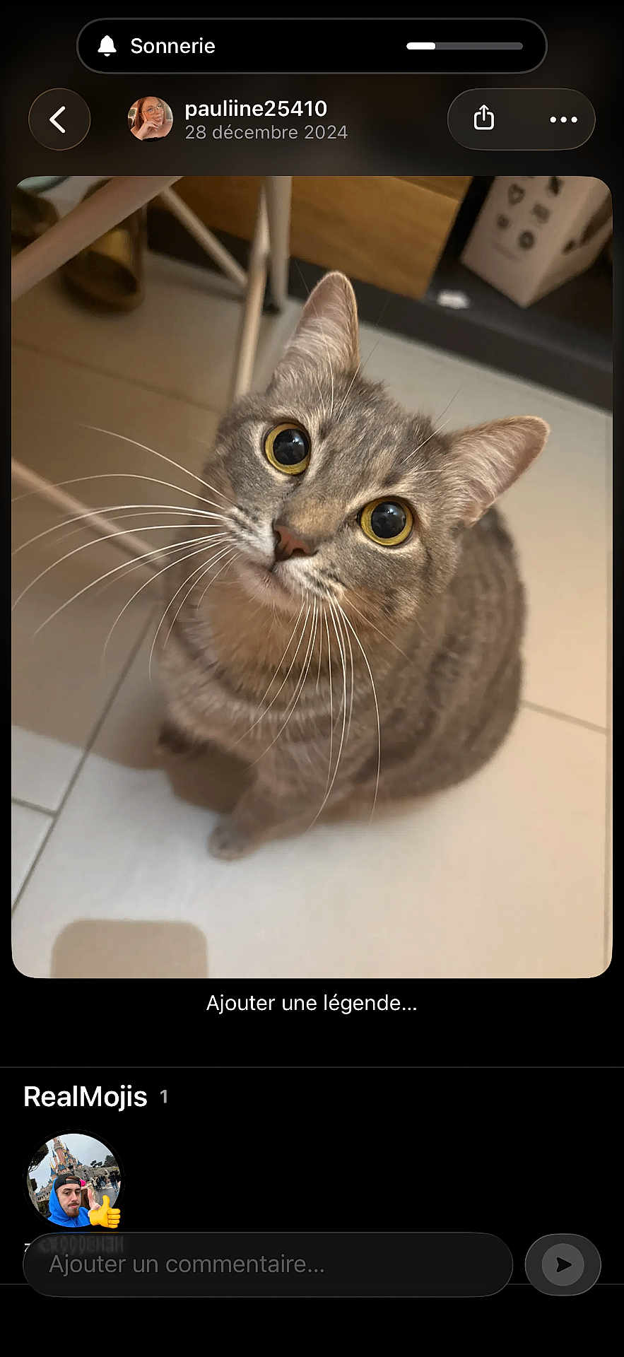 Sidney a rejoint le concours — aidez-le/la à gagner de superbes lots ! animal, cat, closeup, curious, cute, domestic, ears, eyes, feline, floor, fur, household, indoor, looking_up, mammal, pet, sitting, tabby, tile, whiskers
