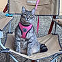 Sidney participe au concours pour gagner de l'argent avec cette photo : animal, beige, camping_chair, cat, curious, domestic_cat, ears, feline, floor, fur, gray_tabby, leash, looking_at_camera, outdoor, pet, pink_harness, sitting, tail, wall, whiskers