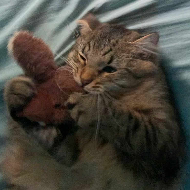 Chungus is registered to the contest to win money with this photo: animal, bed, bite, blanket, cat, claws, closeup, cozy, cute, ears, feline, furry, indoor, paws, pet, playful, soft, stuffed_toy, tabby, whiskers