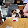 Duke is registered to the contest to win money with this photo: bulldog, dog, table, cards, chair, kitchen, refrigerator, person, tattoo, arm, wood, game, indoor, pet, animal, resting, face, furniture, appliance, casual
