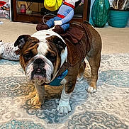 Duke joined the competition — help win amazing prizes! bulldog, dog, costume, toy, cowboy, indoor, carpet, furniture, plant, living_room, decor, pet, animal, brown, white, stuffed_toy, figurine, cute, floor, home