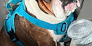Duke is registered to the contest to win money with this photo: bulldog, dog, pet, harness, car_seat, leather_seat, cup, drink_container, tongue_out, brown_and_white, close_up, indoor, seatbelt, animal, canine, cute, companion, sitting, looking_up, car_interior