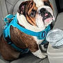bulldog, dog, pet, harness, car_seat, leather_seat, cup, drink_container, tongue_out, brown_and_white, close_up, indoor, seatbelt, animal, canine, cute, companion, sitting, looking_up, car_interior