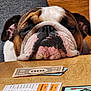 Duke joined the competition — help win amazing prizes! bulldog, dog, resting, table, game_cards, monopoly_money, indoor, brown, white, black, wooden_table, playing_cards, closeup, pet, animal, dog_face, board_game, relaxed, cute, sleepy