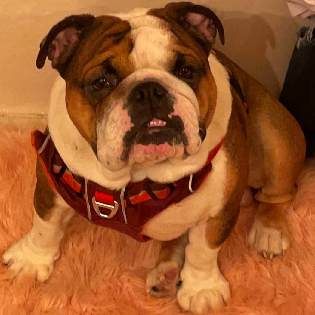 Duke joined the competition — help win amazing prizes! animal, bulldog, canine, companion, cute, dog, domestic, ears, face, fluffy_rug, friendly, fur, indoor, looking_up, paw, pet, red_harness, short_legs, sitting, stocky