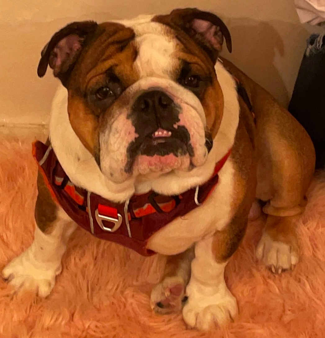 Duke