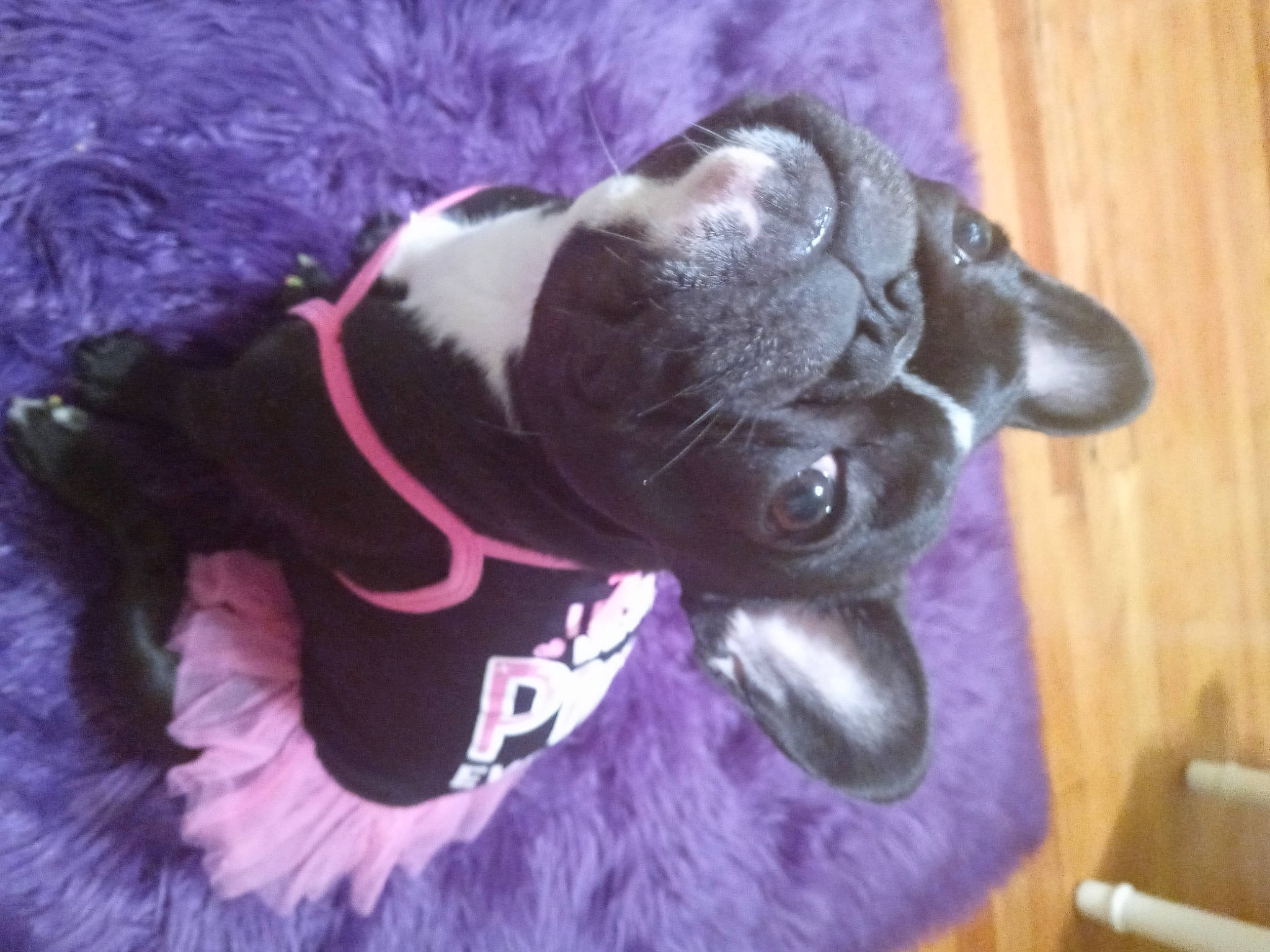 Mocha is registered to the contest to win money with this photo: carnivore, collar, companion_dog, dog, dog_breed, dog_clothes, dog_collar, dog_supply, fur, hardwood, lavender, pet_supply, pug, purple, snout, sporting_group, terrestrial_animal, violet, wood_stain, working_animal