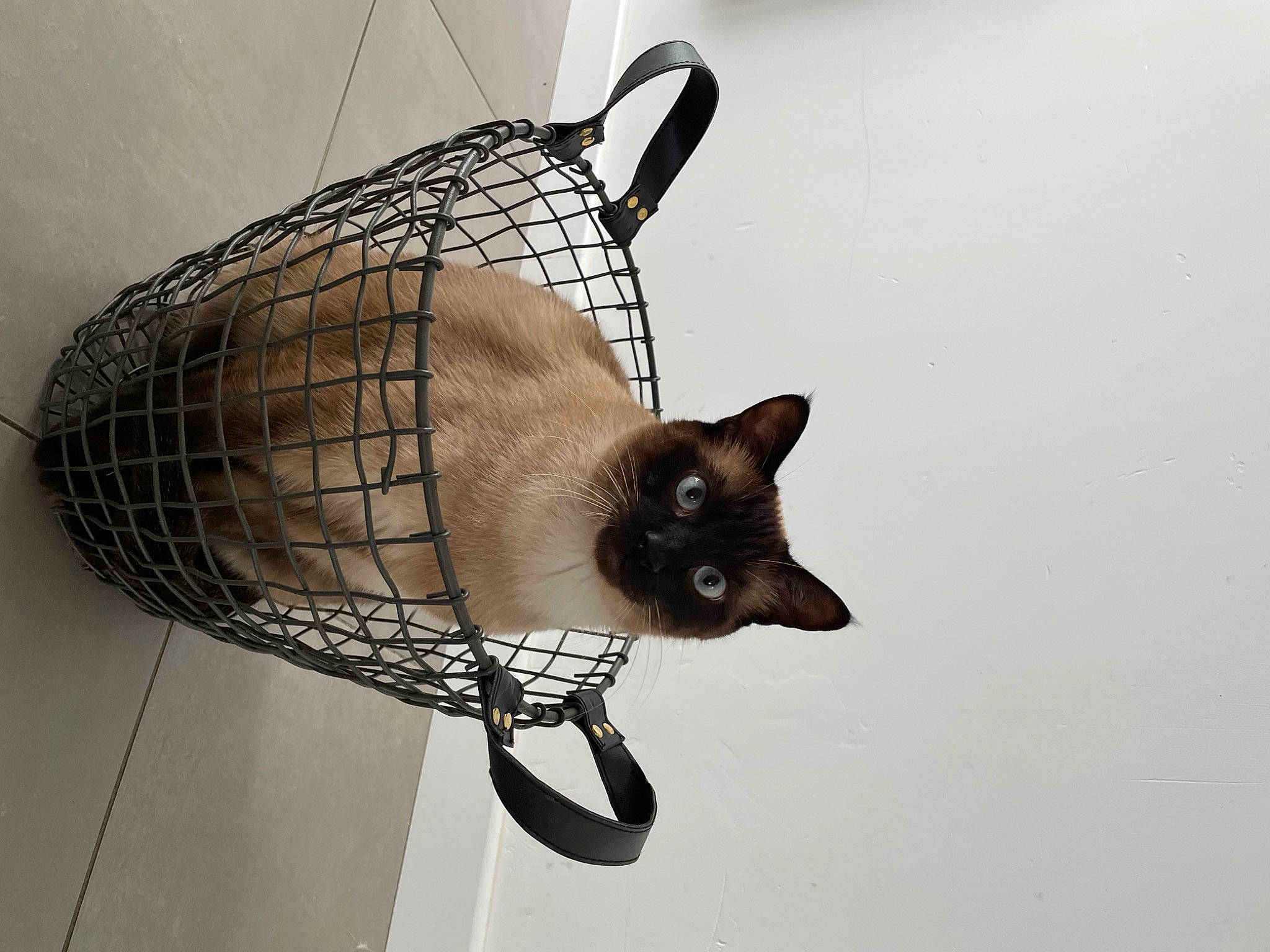 Memphis participe au concours pour gagner de l'argent avec cette photo : audio_equipment, basket, carnivore, cat, comfort, fashion_accessory, felidae, fur, home_accessories, mesh, metal, monochrome_photography, pet_supply, shadow, small_to_medium_sized_cats, snout, tail, whiskers, wicker, wire