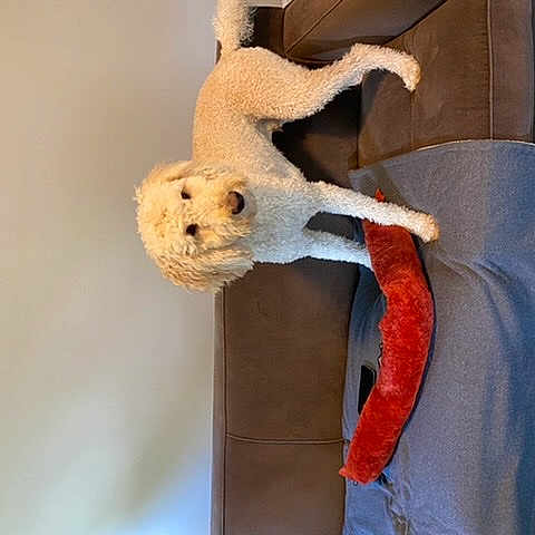 Dash is registered to the contest to win money with this photo: art, baby_toys, craft, creative_arts, fawn, fur, natural_material, plush, shelf, stuffed_toy, tail, toy, twig, visual_arts, wood, wool