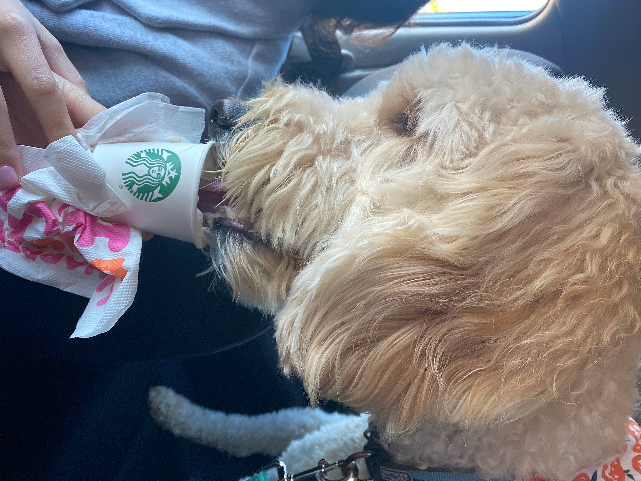 Dash is registered to the contest to win money with this photo: airedale_terrier, claw, companion_dog, dog, dog_breed, felidae, fur, human_leg, knee, nail, paw, schnauzer, small_terrier, small_to_medium_sized_cats, tail, terrier, thumb, toy_dog, wrist