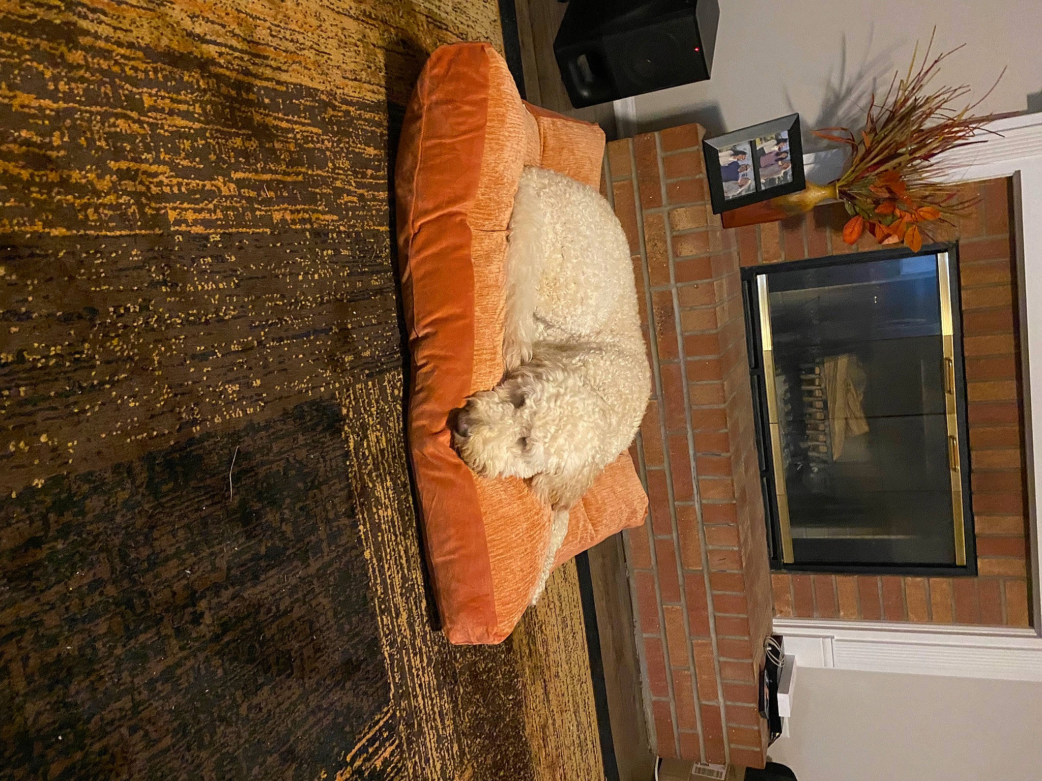 Dash joined the competition — help win amazing prizes! art, brick, building, door, flooring, fur, hardwood, house, pattern, picture_frame, plywood, room, shadow, soil, television, tints_and_shades, trunk, wall, wood, wood_stain