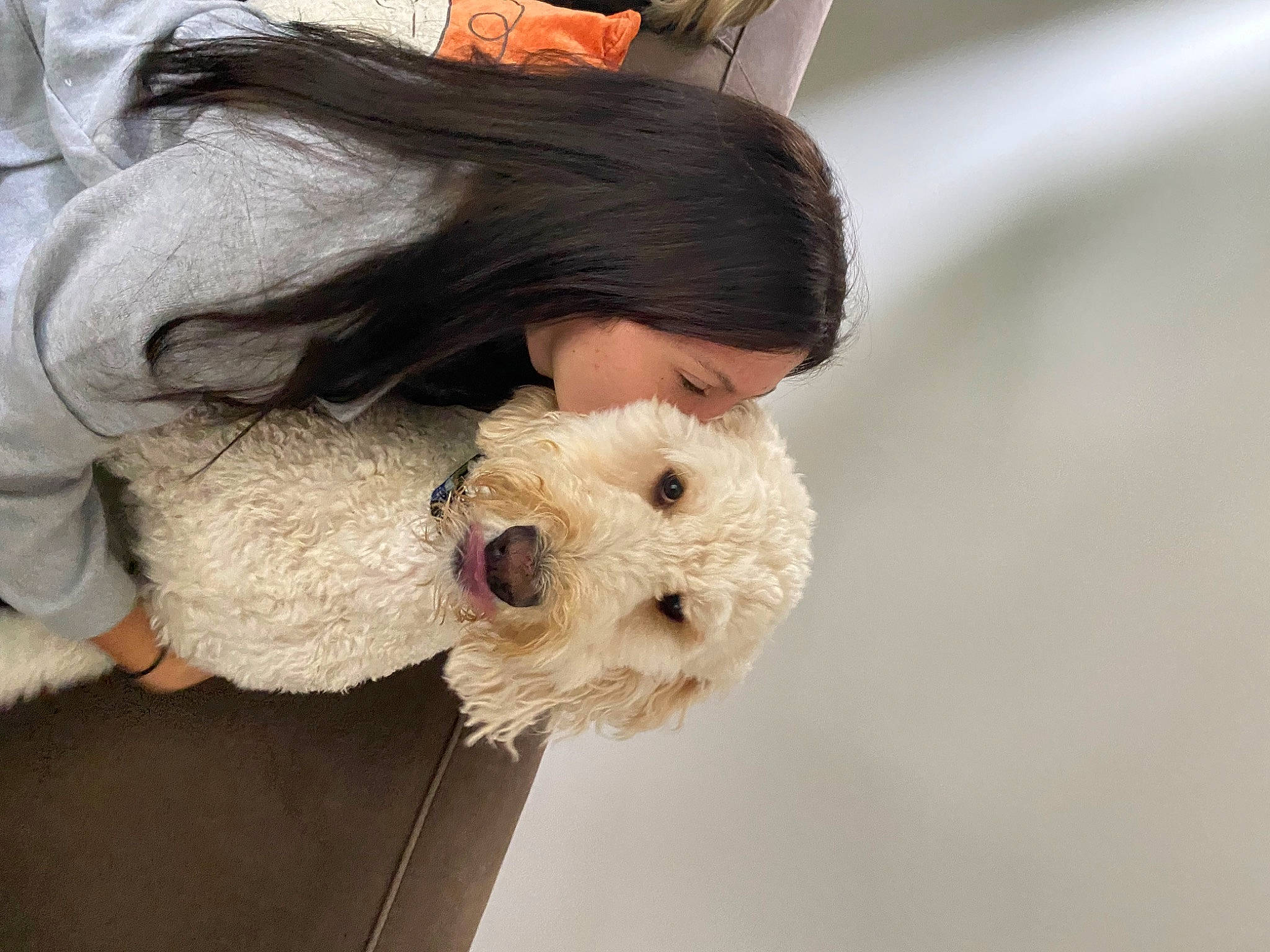 Dash is registered to the contest to win money with this photo: canidae, carnivore, cockapoo, companion_dog, dog, dog_breed, fawn, fur, labradoodle, maltepoo, non_sporting_group, poodle, small_terrier, sporting_group, terrier, toy, toy_dog, working_animal