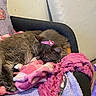 cat, sleeping, gray_cat, hair_clip, hello_kitty, blanket, chair, cozy, indoor, pet, fur, relaxation, cute, resting, comfy, soft, pink, purple, animal, domestic