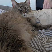 Balou a rejoint le concours — aidez-le/la à gagner de superbes lots ! cat, fluffy, gray_cat, bed, blanket, striped_bedspread, indoor, furniture, sofa, cozy, relaxed, pet, animal, home, notification, phone_screen, snapchat, time_display, messy_room, sleepy