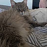 cat, fluffy, gray_cat, bed, blanket, striped_bedspread, indoor, furniture, sofa, cozy, relaxed, pet, animal, home, notification, phone_screen, snapchat, time_display, messy_room, sleepy
