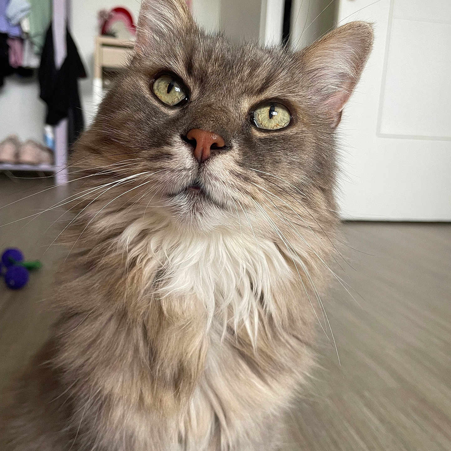 Balou a rejoint le concours — aidez-le/la à gagner de superbes lots ! cat, fluffy, indoor, closeup, curious, golden_eyes, pet, feline, whiskers, fur, floor, door, clothes, hanger, home, animal, portrait, domestic, cute, soft