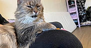Balou participe au concours pour gagner de l'argent avec cette photo : cat, gray_cat, fluffy, indoor, person, knee, furniture, couch, shelf, clothing, footwear, floor, expression, side_eye, relaxed, pet, animal, home, fur, whiskers