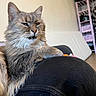 cat, gray_cat, fluffy, indoor, person, knee, furniture, couch, shelf, clothing, footwear, floor, expression, side_eye, relaxed, pet, animal, home, fur, whiskers