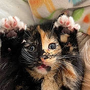 Nova joined the competition — help win amazing prizes! adorable, animal, blanket, calico, cat, closeup, cozy, cute, eyes, face, fur, indoor, kitten, paw, pet, playful, raised_paws, soft, whiskers, young