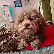 Snoupy participe au concours pour gagner de l'argent avec cette photo : dog, bed, blanket, leopard_print, brown, curly_fur, pet, indoor, cozy, furniture, photography, resting, animal, cute, portrait, room, red, soft, fur, domestic