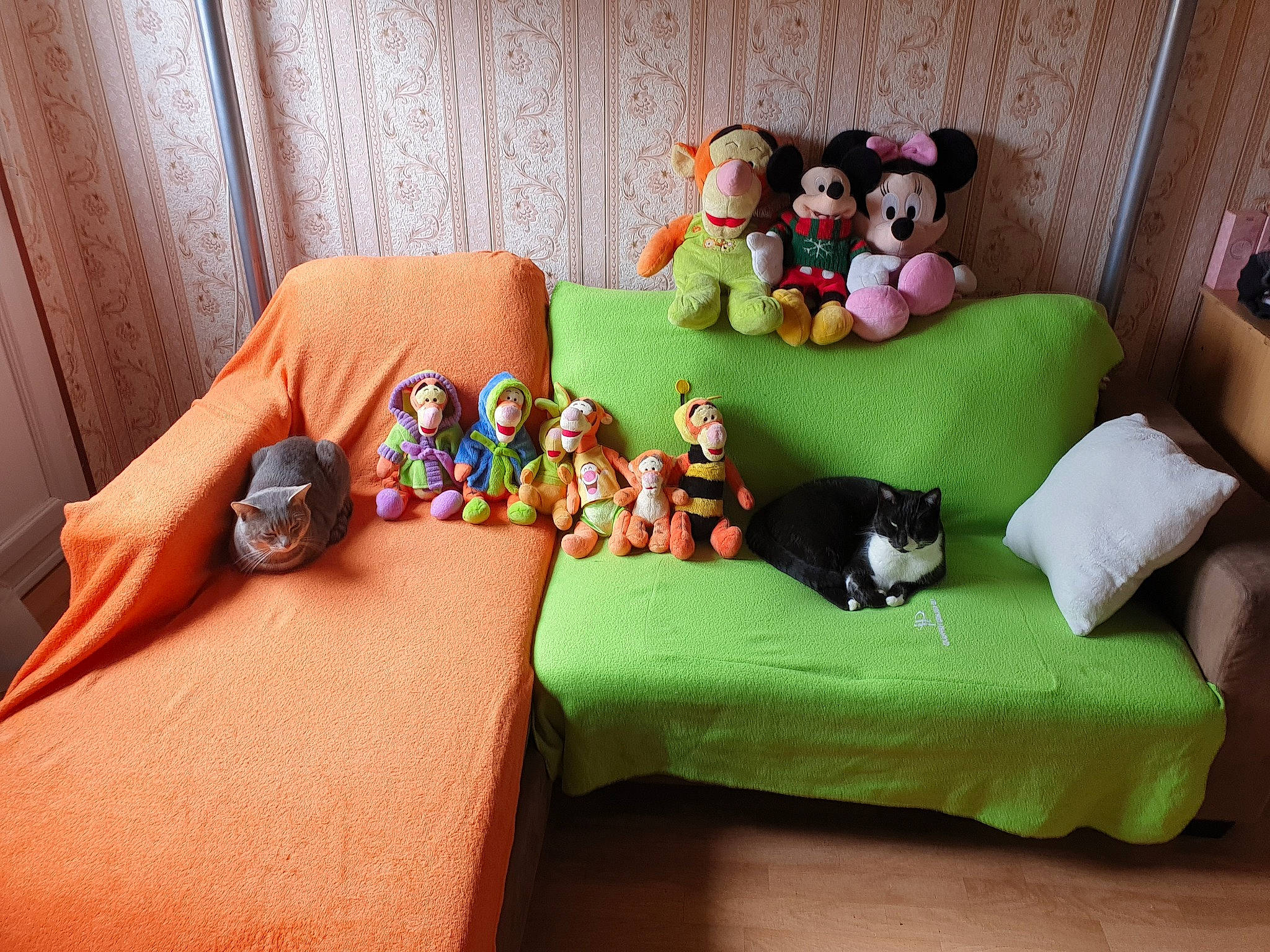 Malko a rejoint le concours — aidez-le/la à gagner de superbes lots ! canidae, comfort, companion_dog, couch, furniture, interior_design, room, stuffed_toy, toy