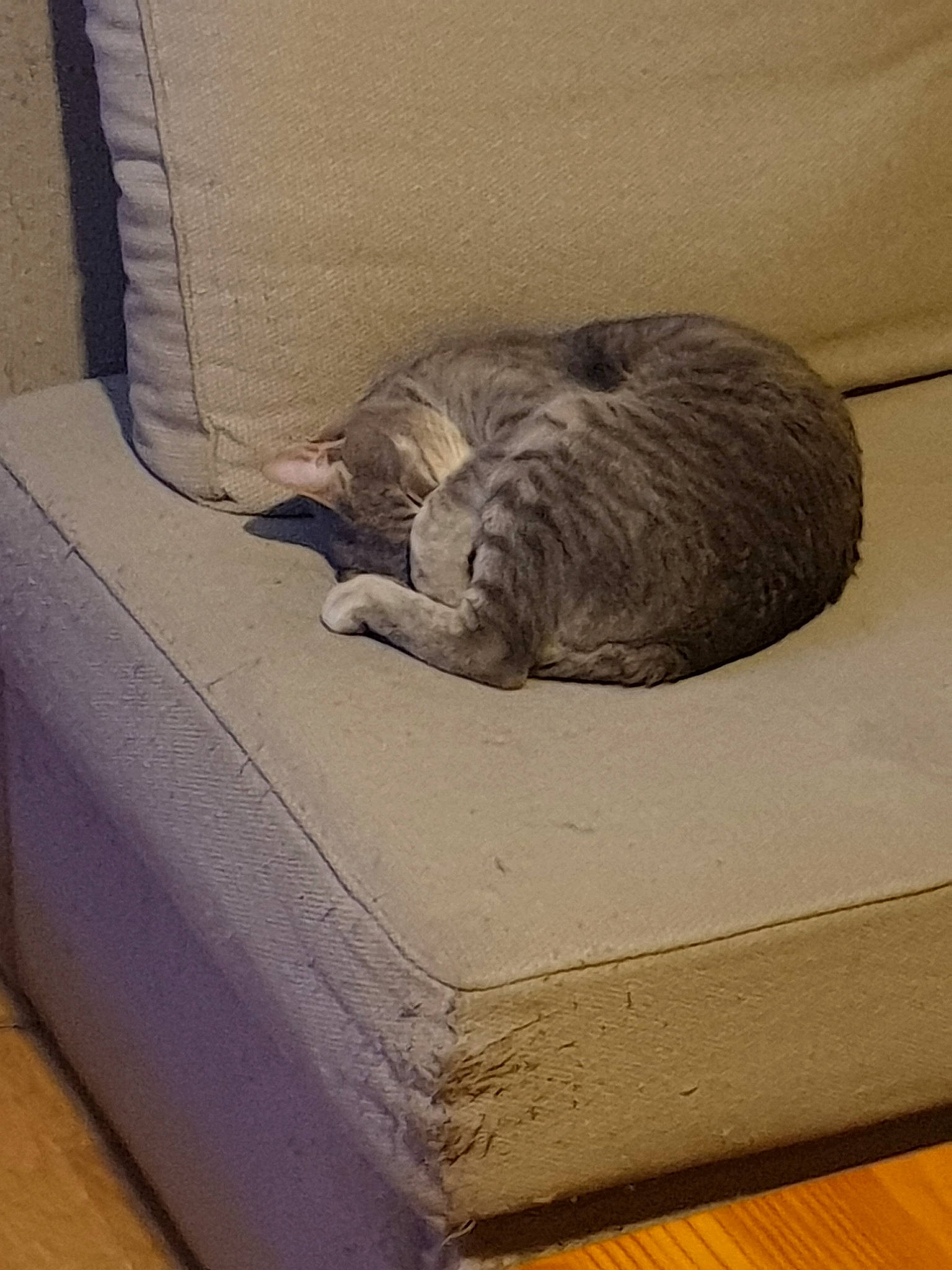 Malko a rejoint le concours — aidez-le/la à gagner de superbes lots ! box, british_shorthair, carnivore, cat, cat_bed, cat_supply, comfort, domestic_short_haired_cat, european_shorthair, felidae, furniture, kitten, nap, pet_supply, sleep, small_to_medium_sized_cats, snout, tail, whiskers