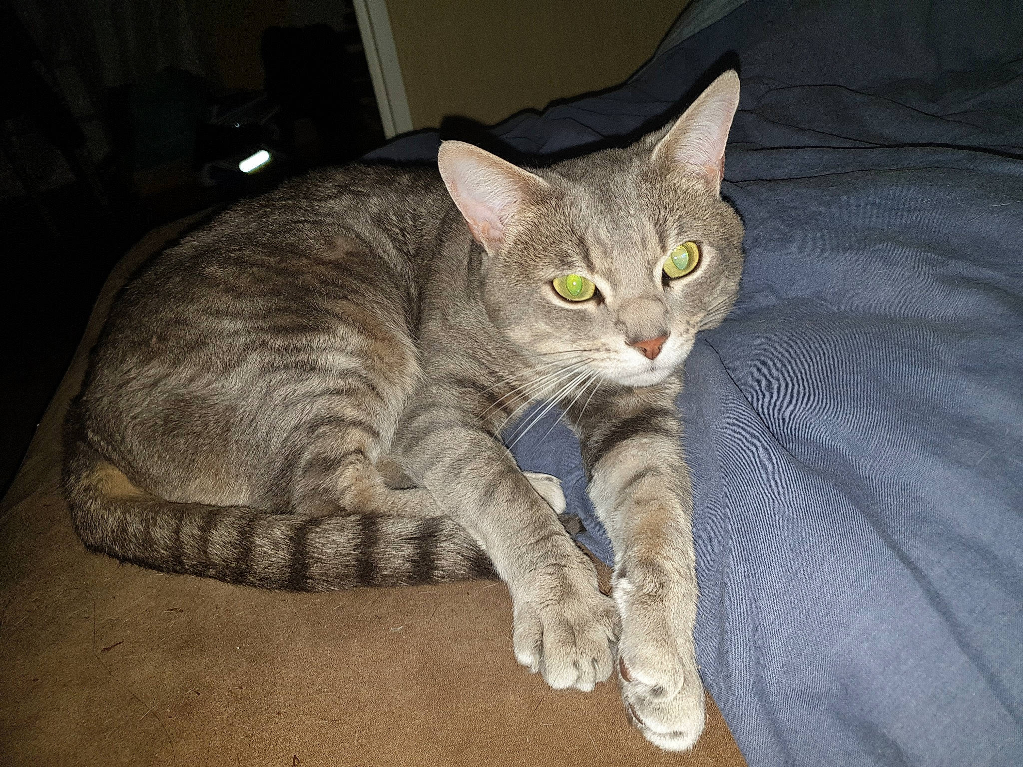 Malko a rejoint le concours — aidez-le/la à gagner de superbes lots ! arabian_mau, asian, australian_mist, california_spangled, carnivore, cat, chausie, domestic_short_haired_cat, dragon_li, european_shorthair, felidae, german_rex, mammal, ocicat, small_to_medium_sized_cats, tabby_cat, vertebrate, whiskers