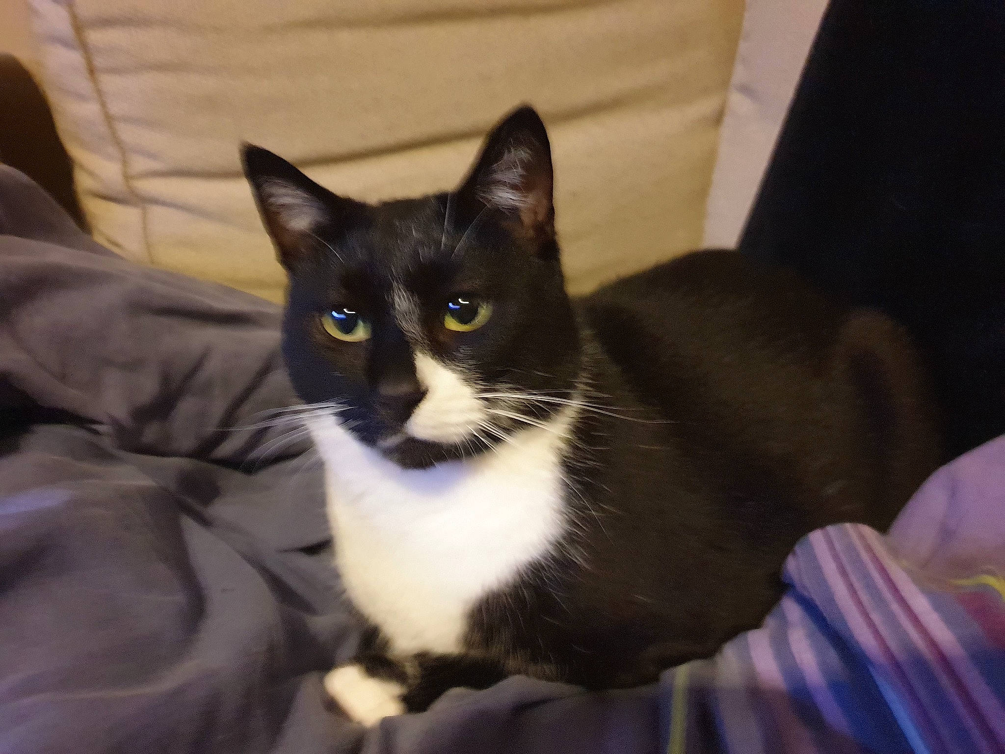 Maxou a rejoint le concours — aidez-le/la à gagner de superbes lots ! aegean_cat, american_wirehair, asian, carnivore, cat, domestic_short_haired_cat, felidae, kitten, mammal, ojos_azules, small_to_medium_sized_cats, snowshoe, vertebrate, whiskers