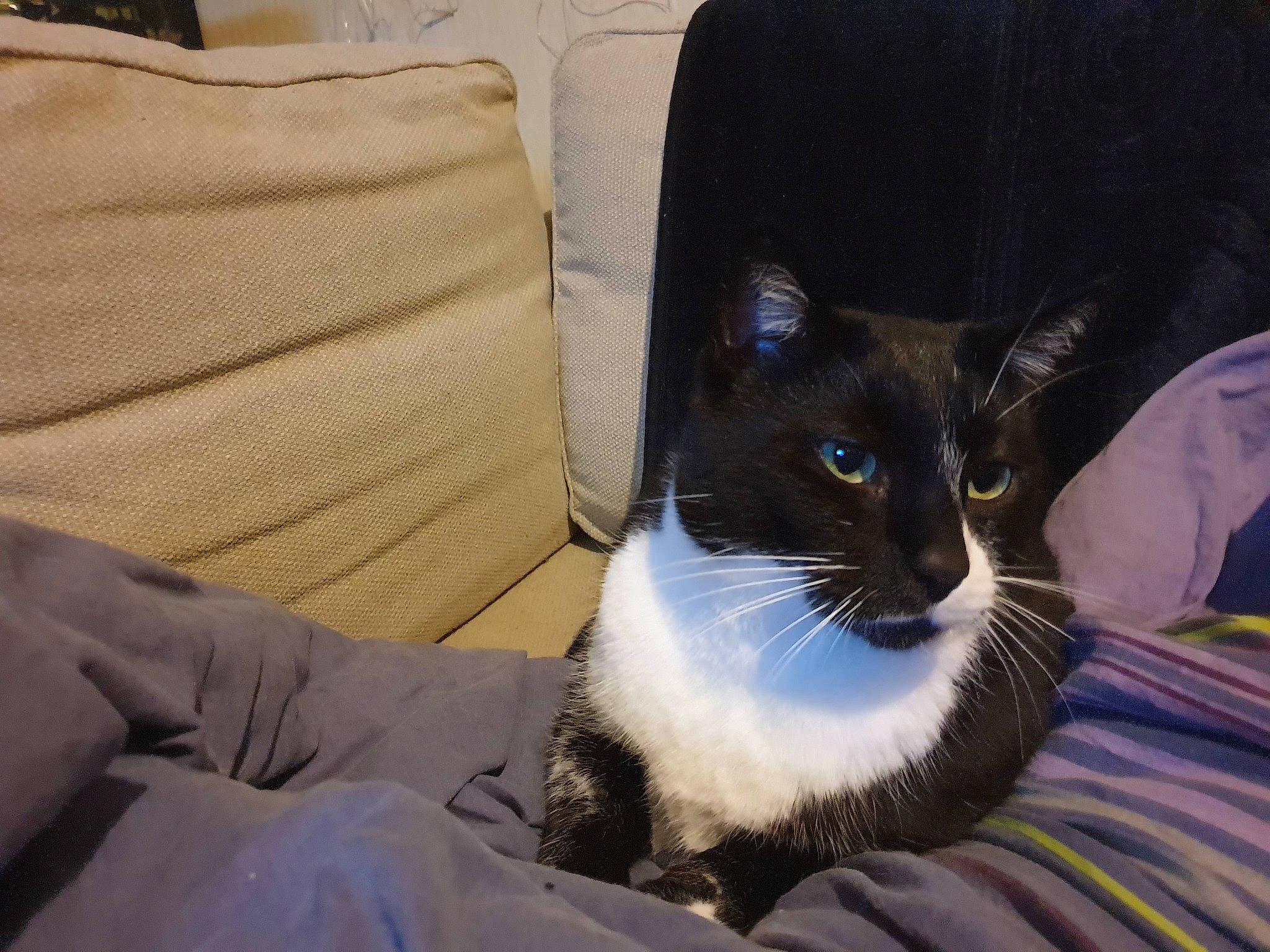 Maxou a rejoint le concours — aidez-le/la à gagner de superbes lots ! asian, carnivore, cat, domestic_short_haired_cat, eye, felidae, mammal, ojos_azules, small_to_medium_sized_cats, vertebrate, whiskers