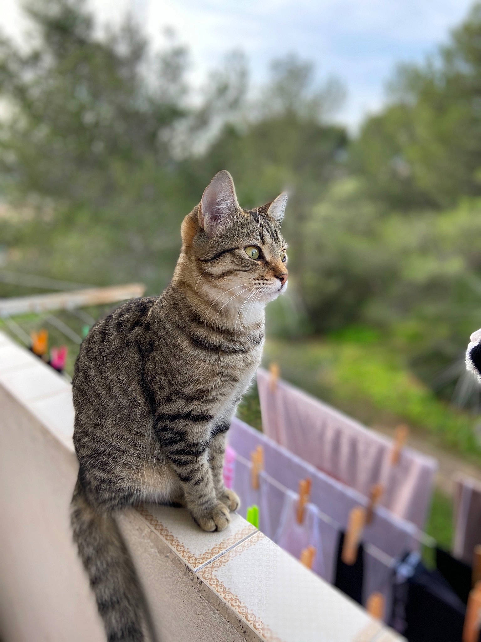 Gangsta a rejoint le concours — aidez-le/la à gagner de superbes lots ! aegean_cat, american_shorthair, american_wirehair, asian, bengal, california_spangled, carnivore, cat, domestic_short_haired_cat, dragon_li, egyptian_mau, european_shorthair, felidae, mammal, ocicat, savannah, small_to_medium_sized_cats, tabby_cat, whiskers, wildlife