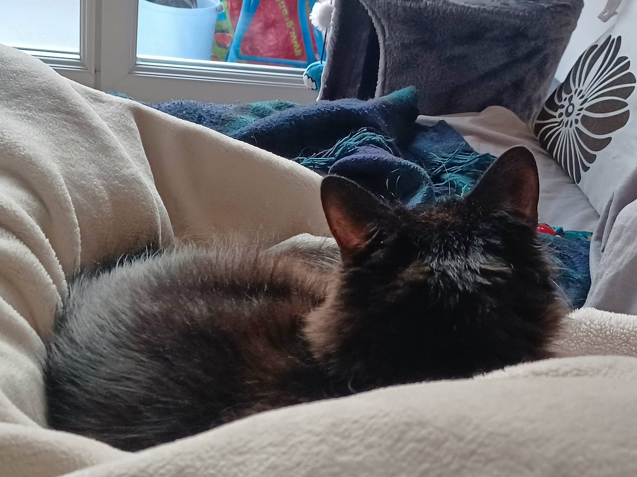 Picasso a rejoint le concours — aidez-le/la à gagner de superbes lots ! bed, bedding, black_cat, carnivore, cat, chair, comfort, couch, domestic_short_haired_cat, felidae, fur, furniture, grey, linens, living_room, pillow, small_to_medium_sized_cats, tail, whiskers, window