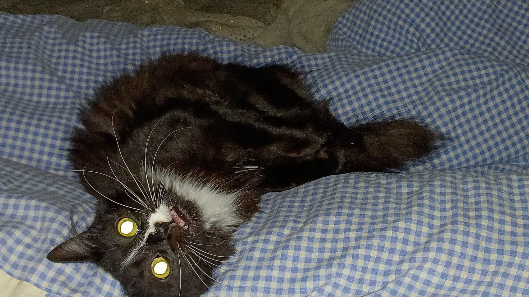 Picasso participe au concours pour gagner de l'argent avec cette photo : black_cat, carnivore, cat, claw, comfort, dog_breed, domestic_short_haired_cat, felidae, fur, grey, nap, pattern, paw, plaid, small_to_medium_sized_cats, snout, tail, terrestrial_animal, textile, whiskers