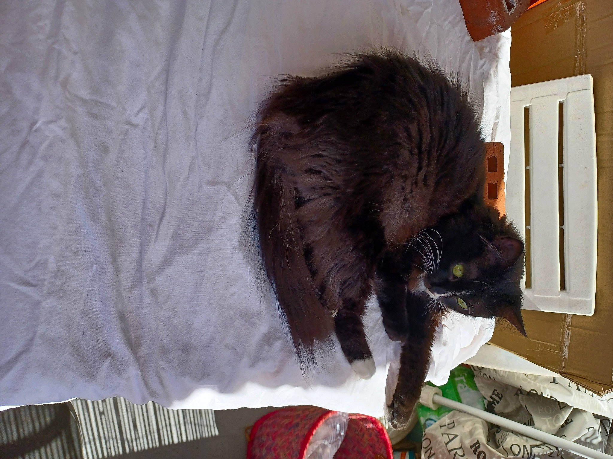 Picasso a rejoint le concours — aidez-le/la à gagner de superbes lots ! black_cat, canidae, carmine, carnivore, cat, claw, dog_breed, domestic_short_haired_cat, fawn, felidae, fur, linens, liver, small_to_medium_sized_cats, snout, tail, terrestrial_animal, whiskers, window, working_animal