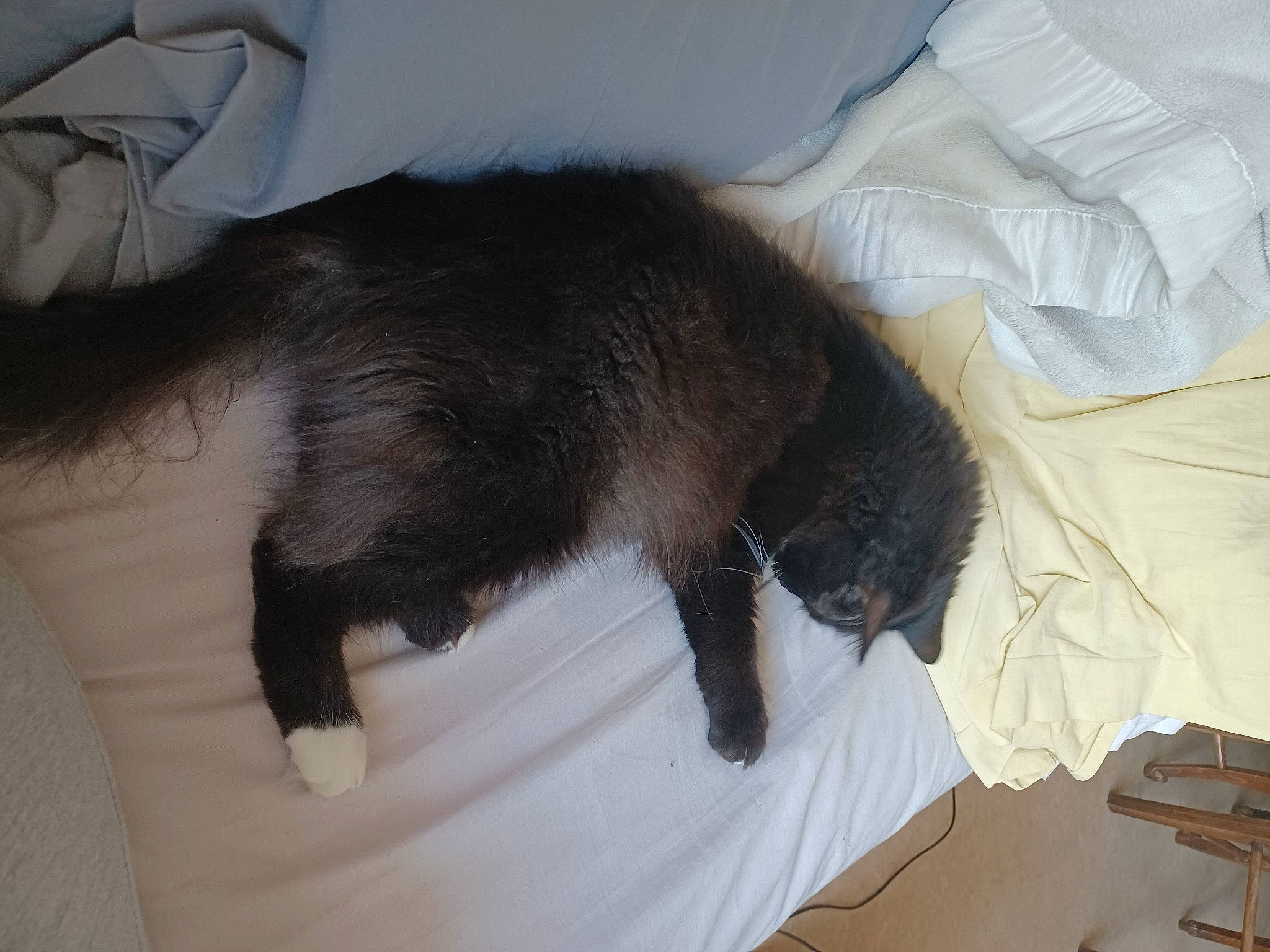 Picasso participe au concours pour gagner de l'argent avec cette photo : bed, black_cat, carnivore, cat, claw, comfort, companion_dog, dog_breed, domestic_short_haired_cat, felidae, flooring, fur, hardwood, liver, paw, room, small_to_medium_sized_cats, tail, whiskers, wood