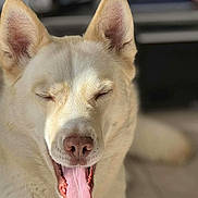 Malya participe au concours pour gagner de l'argent avec cette photo : dog, close_up, tongue_out, eyes_closed, happy, sunlight, fluffy, cream_color, pet, canine, indoor, portrait, muzzle, ears, nose, tongue, smiling, animal, cute, domestic