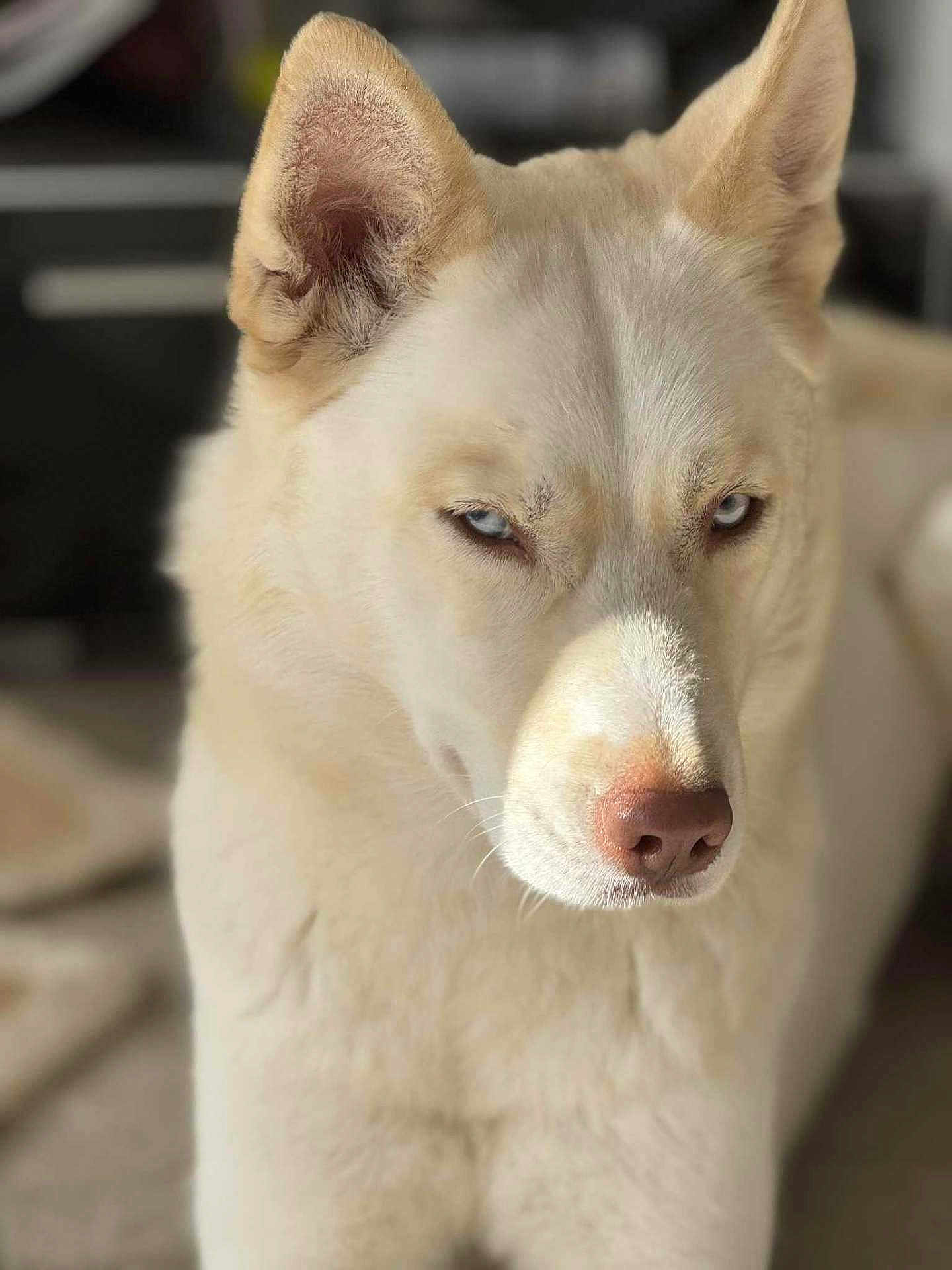 Malya a rejoint le concours — aidez-le/la à gagner de superbes lots ! dog, close_up, portrait, blue_eyes, light_fur, animal, pet, canine, indoors, focused, muzzle, ears, whiskers, fur_texture, looking_away, soft_light, background_blur, serious_expression, domestic_animal, companion