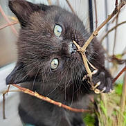 Arlo a rejoint le concours — aidez-le/la à gagner de superbes lots ! black_cat, kitten, plant_pot, twig, branches, greenery, curious, playful, furry, close_up, pet, animal, indoor, nature, young_cat, whiskers, claws, eyes, soft_focus, adorable