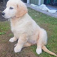 Alba a rejoint le concours — aidez-le/la à gagner de superbes lots ! puppy, golden_retriever, dog, outdoor, grass, sitting, young, pet, animal, fur, cute, nature, canine, side_view, domestic_animal, mammal, playful, curious, small, adorable