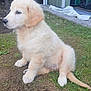 puppy, golden_retriever, dog, outdoor, grass, sitting, young, pet, animal, fur, cute, nature, canine, side_view, domestic_animal, mammal, playful, curious, small, adorable