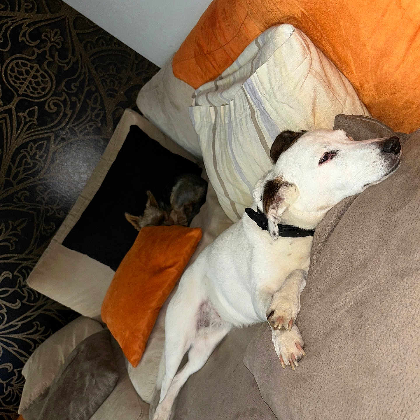 Jalna participe au concours pour gagner de l'argent avec cette photo : animal, architecture, blanket, building, canine, cat, chair, couch, cushion, dog, furniture, homedecor, hound, indoors, interiordesign, livingroom, pet, pillow, puppy, room