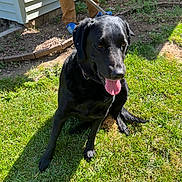Buddy joined the competition — help win amazing prizes! dog, black_labrador, grass, sunlight, person, shovel, garden, pants, blue_shoes, outdoor, pet, tongue_out, happy, yard, house_siding, shadow, daytime, nature, animal, canine