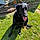 Buddy