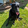 dog, black_labrador, grass, sunlight, person, shovel, garden, pants, blue_shoes, outdoor, pet, tongue_out, happy, yard, house_siding, shadow, daytime, nature, animal, canine